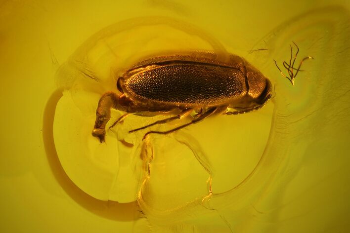Fossil Beetle (Coleoptera) With Large Genitalia In Baltic Amber #150725